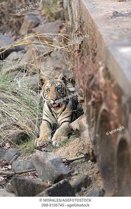 Asia, India, Maharashtra, Tadoba Andhari Tiger Reserve, Tadoba national park, a young tiger comes out of a water drainage pipe that passes under the track at...