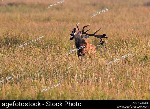 Red Deer (Cervus elaphus) Western Pomerania Lagoon Area National Park Germany