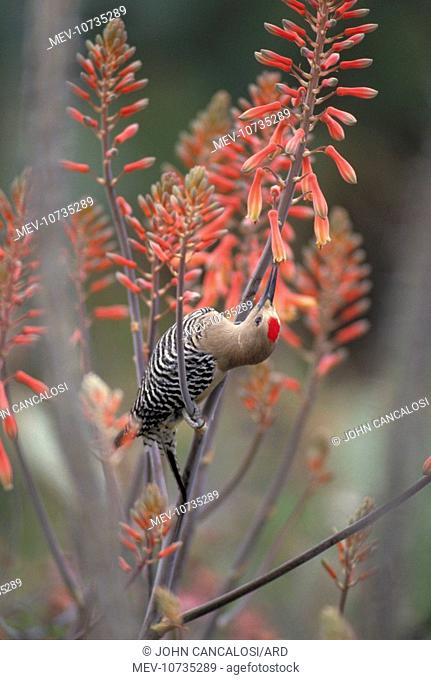 Gila Woodpecker - feeding on nectar in Aloe Vera blossoms (Melanerpes uropygialis)