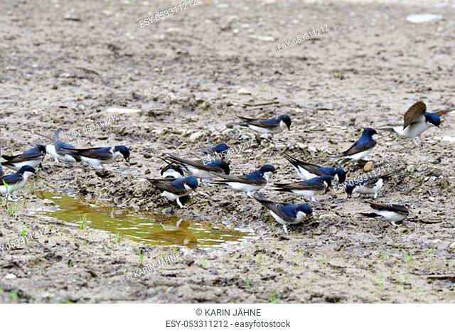 Many Common house martin in a puddle with nesting material