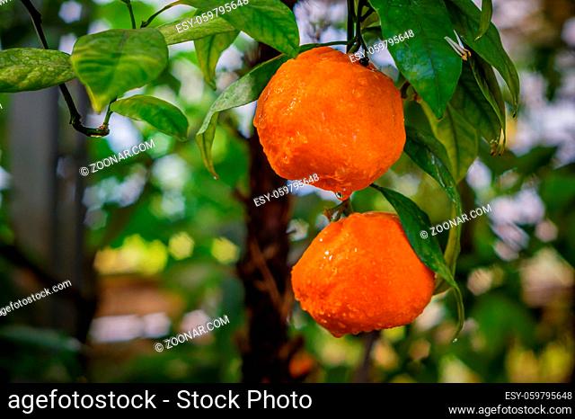 bright orange mandarin on a branch, close-up