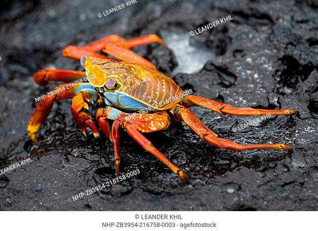 Sally Lightfoot Crab Grapsus grapsus, Galapagos islands