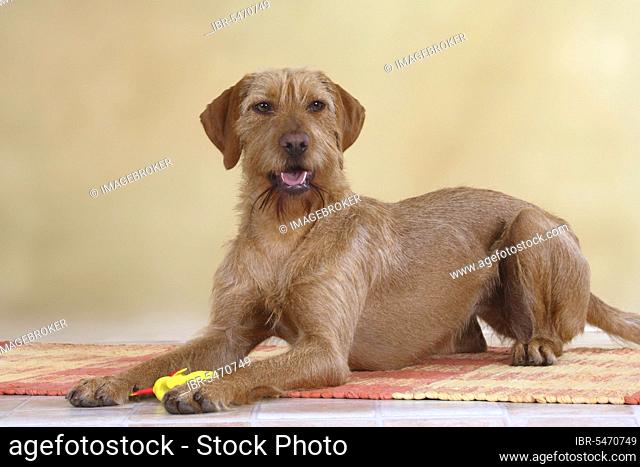 Wire-haired Hungarian pointer, wire-haired Vizsla