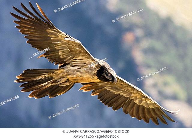 Lammergeier Gypaetus barbatus in flight at Ordesa and monte perdido national park, Huesca Province, Aragon, Pyrenees, Spain
