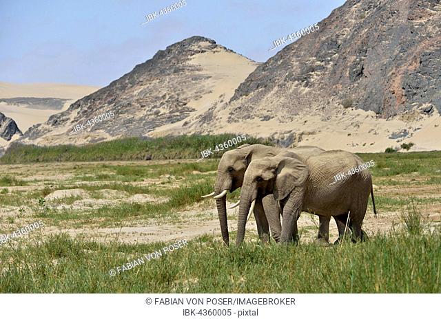 Desert elephant or African elephants (Loxodonta africana), dry riverbed of Hoarusib, Skeleton Coast National Park, Kaokoveld, Kunene Region, Namibia