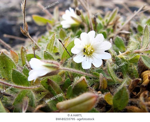 Cerastium arcticum Cerastium arcticum, blooming, Norway, Svalbard, Longyearbyen