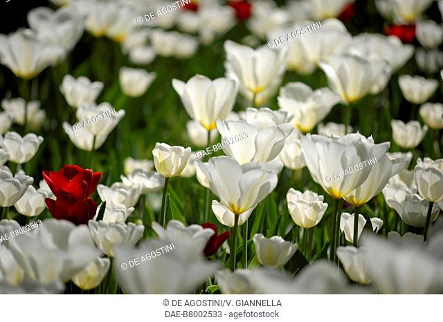 Triumph tulips hybrid Silver Dollar (Tulipa sp), Liliaceae, Pralormo castle, Piedmont, Italy