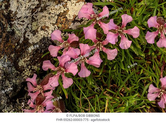 Dwarf Soapwort (Saponaria pumilio) flowering, growing on acid porphyrite rock, Italian Alps, Italy, July