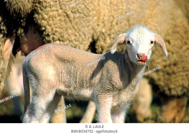 Merino land sheep (Ovis ammon f. aries), lamb beside it's mother, Germany