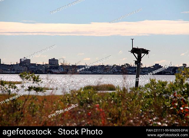 PRODUCTION - 16 October 2023, USA, New York: An osprey nest in the Jamaica Bay Wildlife Refuge in the south-east of the metropolis of New York