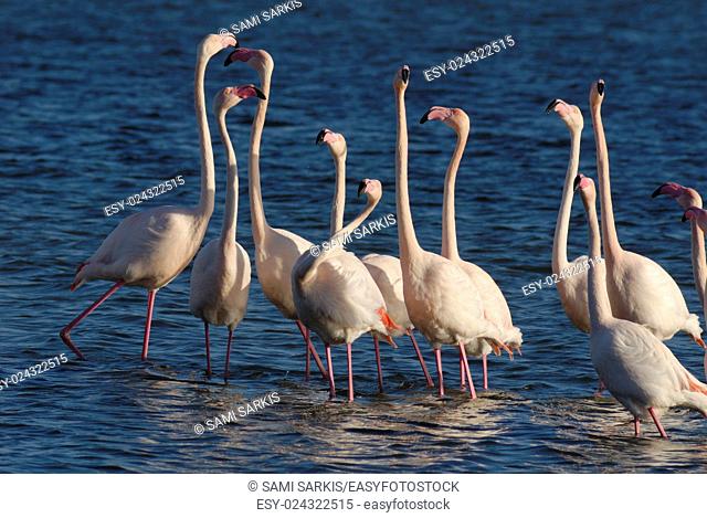 Flock of Greater Flamingoes (Phoenicopterus ruber) during mating season, Berre l'Etang, Provence, France