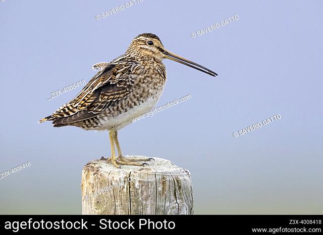 Common Snipe (Gallinago gallinago faeroeensis), side view of an adult standing on a fence post, Southern Region, Iceland
