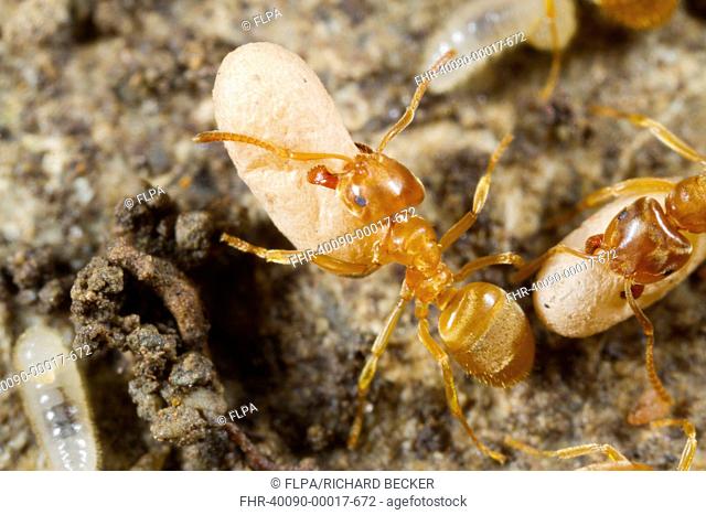 Yellow Meadow Ant (Lasius flavus) adult workers, moving cocooned pupae in nest, Powys, Wales, August