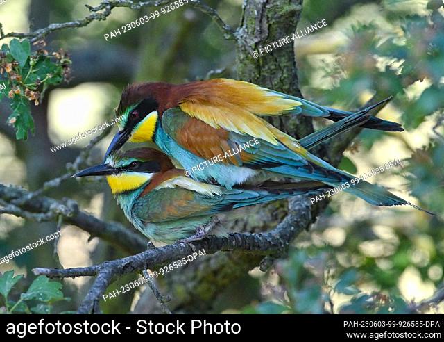 03 June 2023, Brandenburg, Seelow: Two bee-eaters (Merops apiaster) mating on a branch. With its colorful plumage, the bee-eater is a distinctive bird
