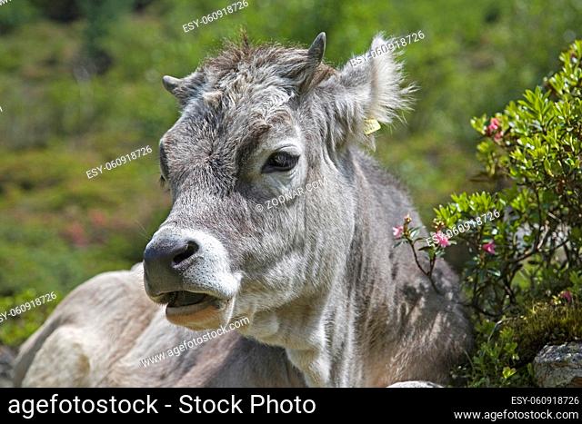 Kuh verbringt die Sommermonate auf einer Almwiese in den Stubaier Alpen