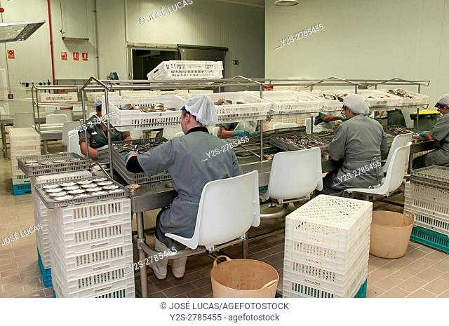 Fish canning industry, Cambados, Pontevedra province, Region of Galicia, Spain, Europe
