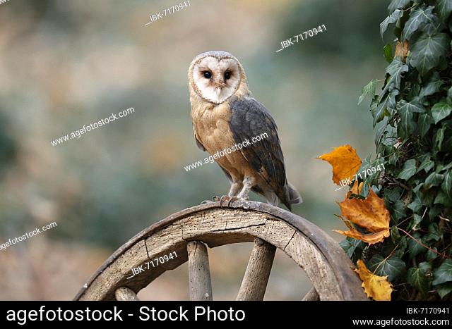 Common barn owl (Tyto alba), on an old wagon wheel, Czech Republic, Europe