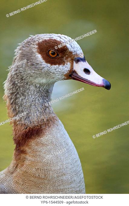 Egyptian Goose Alopochen aegyptiacus, portrait, Trier, Germany