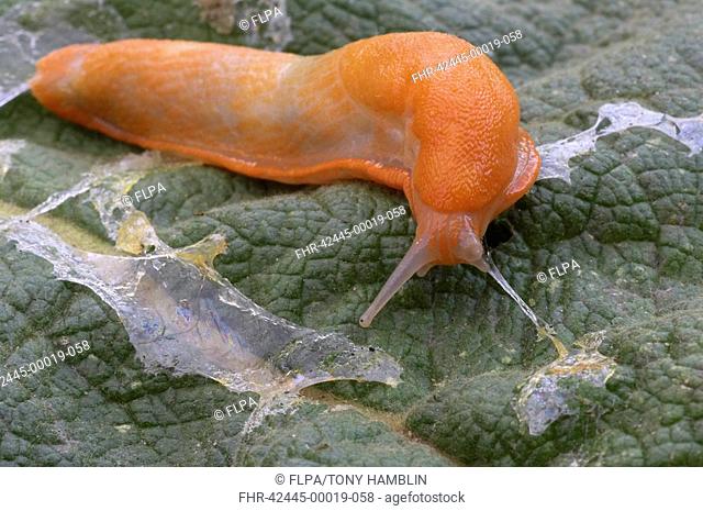 Red Slug Arion ater rufus adult, orange form of great black slug, slime trail on leaf in garden, England