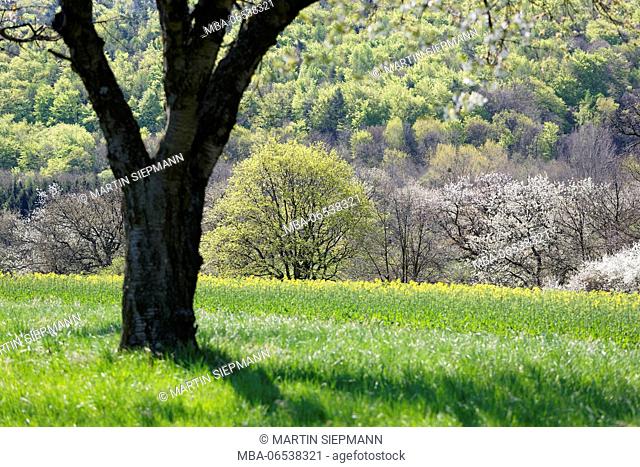 Spring landscape, Rohrbach near Mattersburg, north Burgenland, Burgenland, Austria