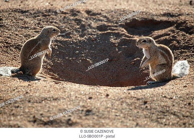 Ground Squirrels Xerus inauris Near Burrow  Namibia, Africa