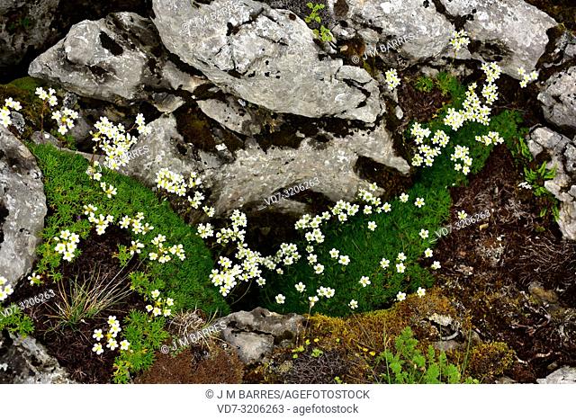 Saxifraga canaliculata is a perennial herb endemic to Cantabrian Mountains. This photo was taken in Babia, Leon province, Castilla-Leon, Spain