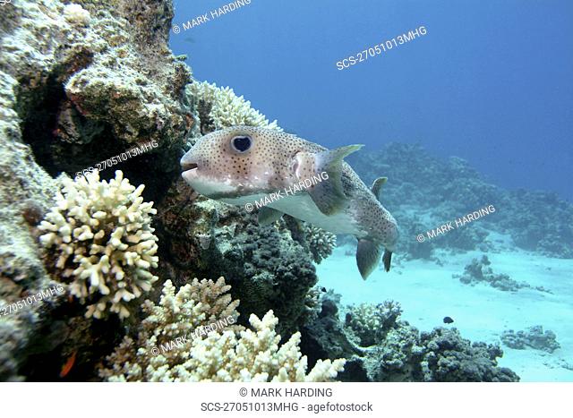 Porcupine fish Diodon hystrix Red Sea