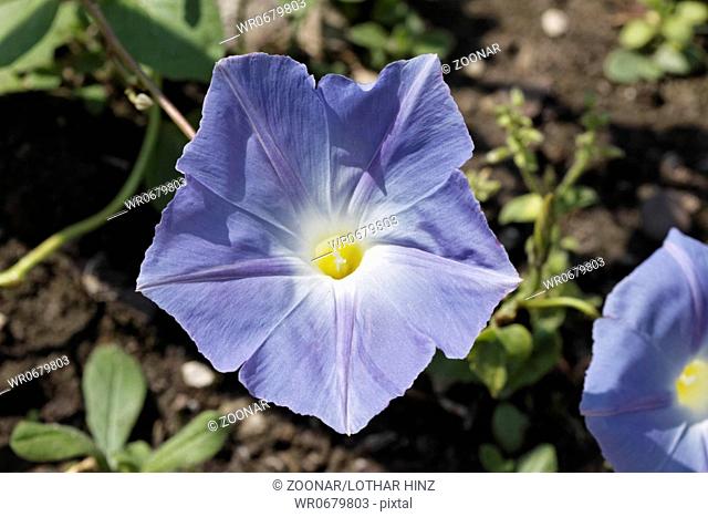 Ipomoea tricolor, Mexican Morning Glory