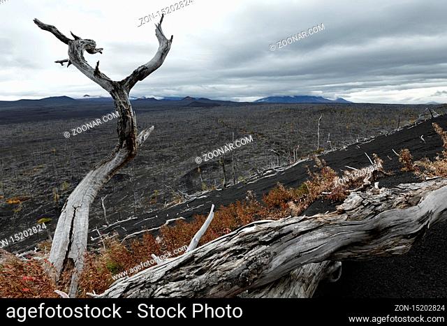 Volcano landscape on Kamchatka Peninsula: Dead Forest (Dead Wood) - consequence of natural disaster - catastrophic eruptions Plosky