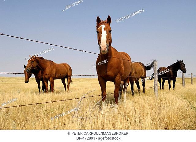 Horses along a fence line on the open grasslands of the Prairies - Southern Saskatchewan, Canada
