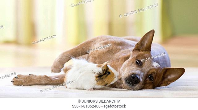 Abyssinian Guinea Pig, Cavie next to lying Australian Cattle Dog. Germany