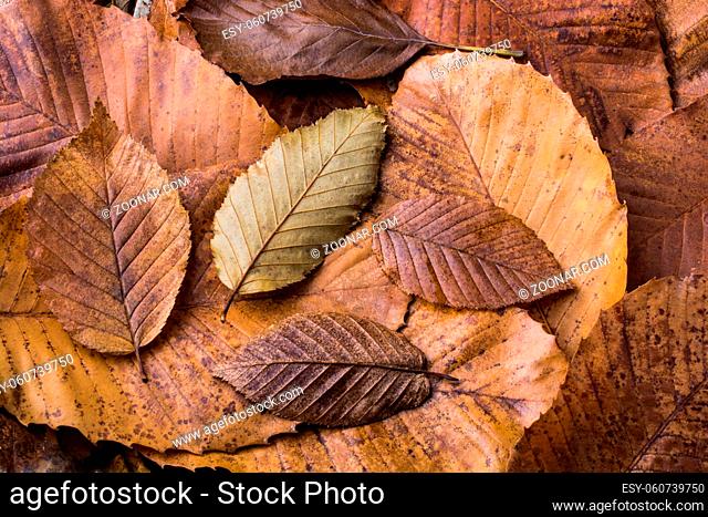 Dry leaves outstanding on other leaves as an autumn background