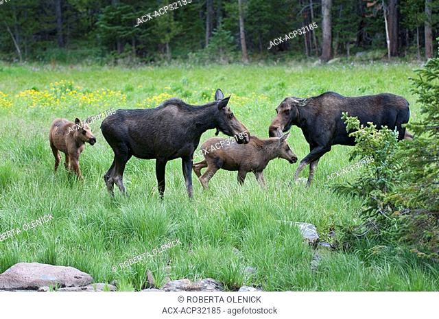 Moose Alces alces shirasi, altercation between two cows with calves, Roosevelt National Forest, Colorado