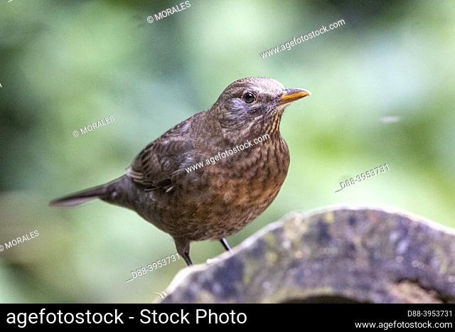 France, Brittany, Ille et Vilaine), Blackbird (Turdus merila), female perched on a stump in an undergrowth,