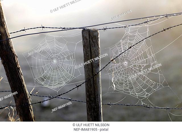 Spiders web on barbed wire, Sweden