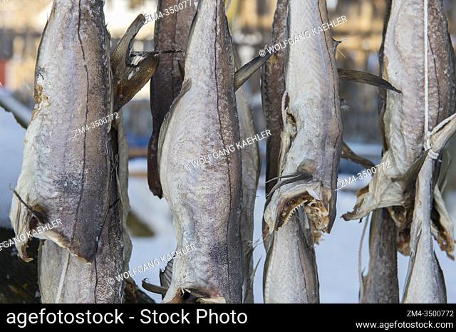 Close-up of Cod drying on drying rack in the winter in Svolvaer, a fishing town in the Lofoten Islands, Nordland County, Norway