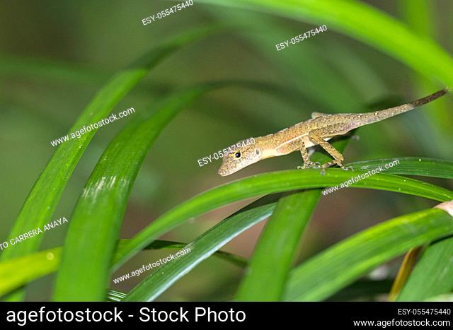 Anolis, Anole Lizard, Tropical Rainforest, Corcovado National Park, Osa Conservation Area, Osa Peninsula, Costa Rica, Central America, America