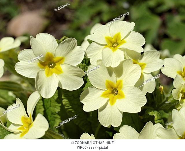 Common primrose, Primula vulgaris