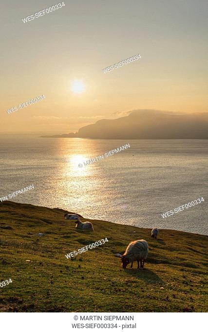 Ireland, Province Connacht, County Mayo, View of animals grazing on achill island at sunset