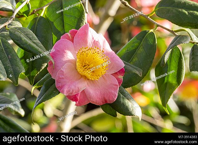 Camellia japonica 'Furô-an' GBR 1955