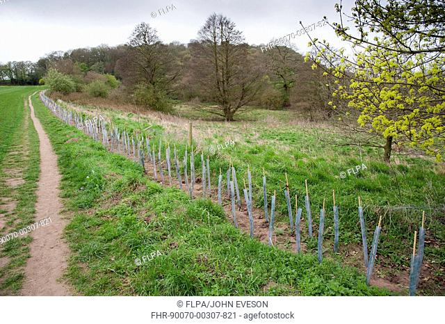 Newly planted hedge, saplings protected with plastic sleeves, Beeston Castle, Tarporley, Cheshire, England, april