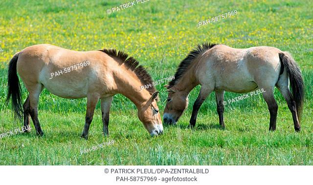 Two Przewalski's horses graze on a meadow in the Schorfheide Wildlife Park in Gross Schoenebeck,  Germany, 29 May 2015. Przewalski's horses are wild horses that...