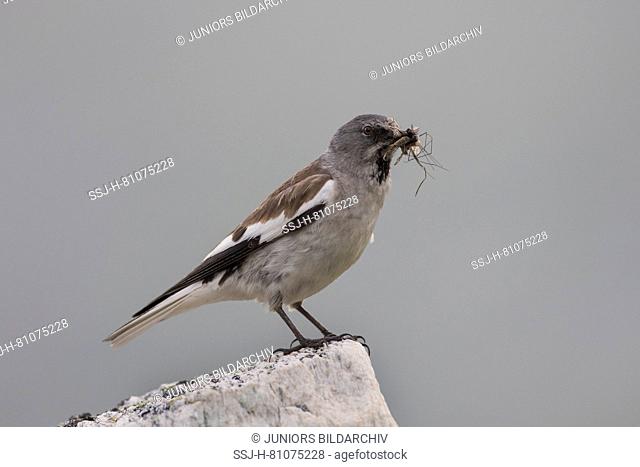 White-winged Snowfinch (Montifringilla nivalis). Adult with insects for its chicks, standing on a rock. Alps, Austria