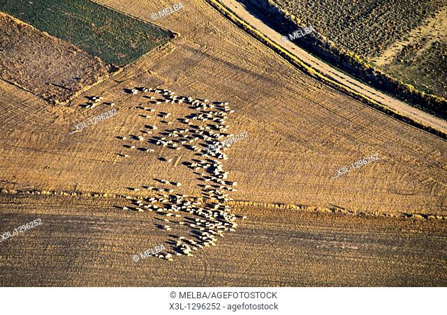 Herd of sheeps, aerial view  Castrojeriz  The Way of St  James  Burgos  Castile-Leon  Spain
