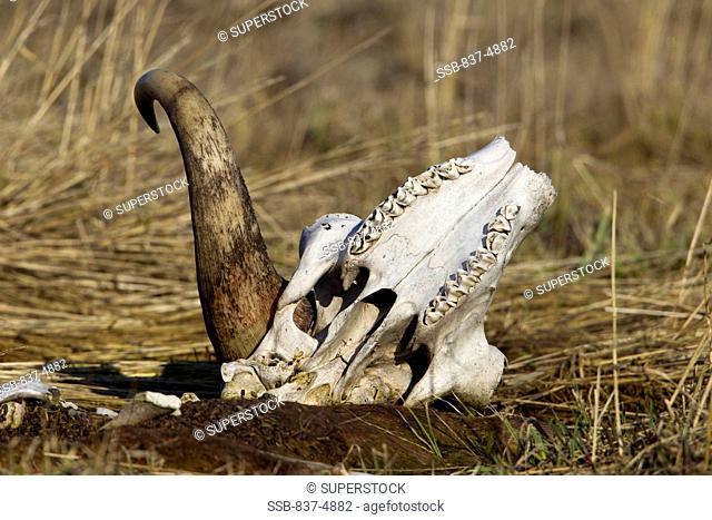 Skull of Musk Ox Ovibus Moschatus lying in tundra