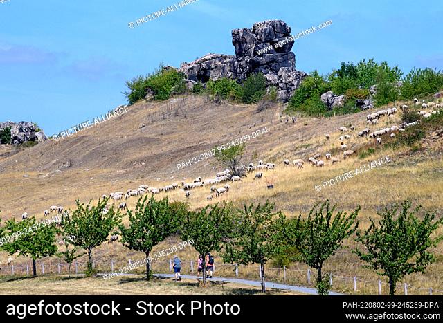 02 August 2022, Saxony-Anhalt, Thale: Sheep graze on a slope of the Teufelsmauer. Below, hikers walk along the Teufelsmauerstieg