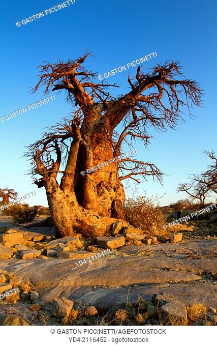 Baobabs (Adansonia digitata), Kubu isalnd, in the south west of Sowa Pan, Makgadikgadi pans, Botswana, Africa