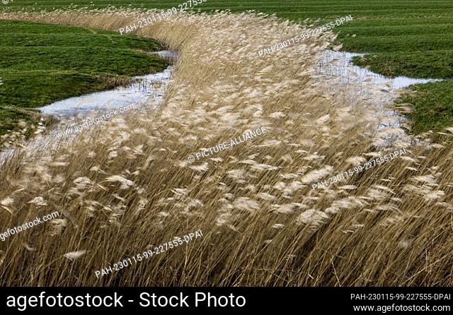 15 January 2023, Schleswig-Holstein, St. Peter-Ording: Shoreline vegetation is tossed about by gale-force winds. Photo: Axel Heimken/dpa. - St