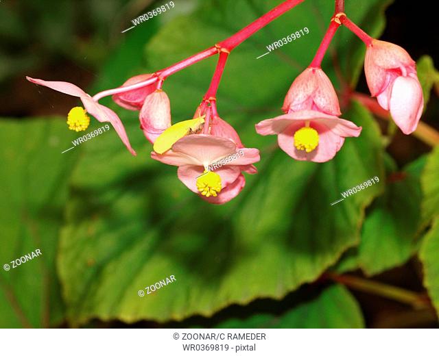 Begonia grandis var. Evansiana