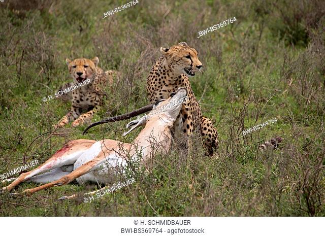 cheetah (Acinonyx jubatus), two cheetahs with caught Grant's gazelle, Tanzania, Serengeti National Park